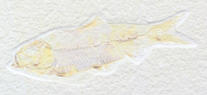 Bargain Knightia Fossil Fish - Wyoming #42380